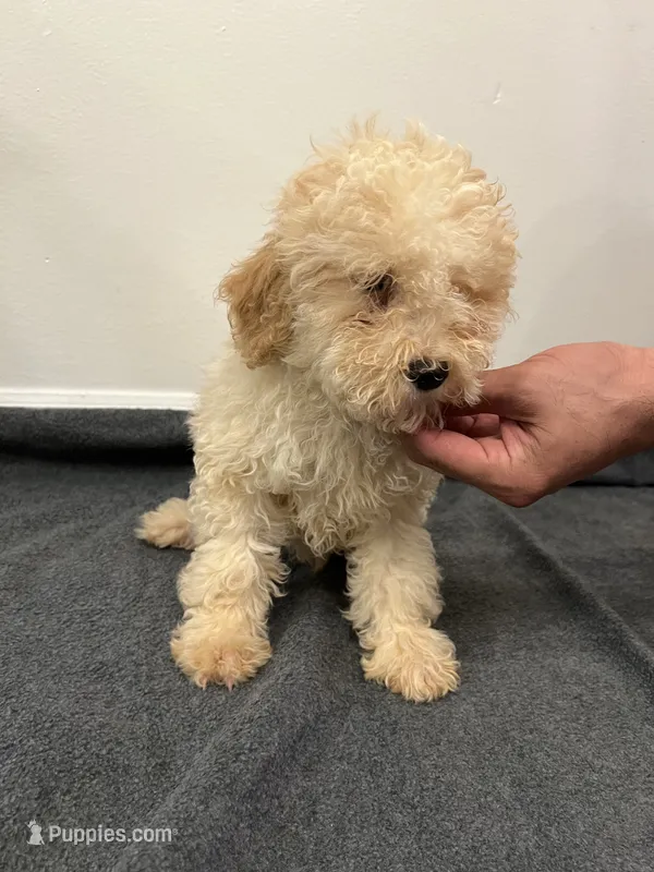 Cavapoo – Cavapoo puppy for sale in Orlando, FL