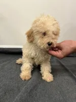 Cavapoo, a female Cavapoo for sale in Orlando, FL – 1 of 5