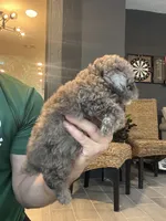Poodle , a male Poodle - Toy  for sale in Orlando, FL – 5 of 10