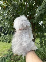 Teacup , a male Aussiedoodle for sale in Orlando, FL – 2 of 6
