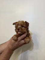Yorkshire , a female Yorkshire Terrier for sale in Orlando, FL – 4 of 5