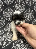 Toy Poodle , a female Poodle - Toy  for sale in Orlando, FL – 2 of 7