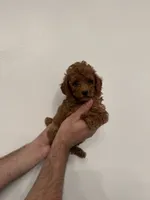 Toy Poodle red 4, a female Poodle - Toy  for sale in Orlando, FL – 2 of 6