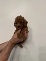 Toy Poodle red 4, a female Poodle - Toy  for sale in Orlando, FL – 3 of 6