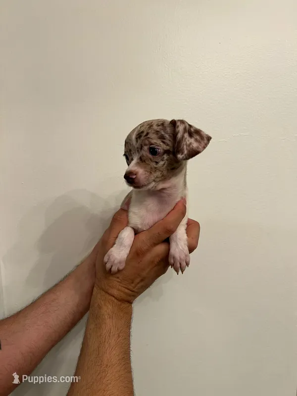 Chihuahua  – Chihuahua puppy for sale in Orlando, FL