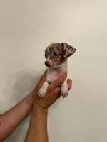 Chihuahua , a male Chihuahua for sale in Orlando, FL – 4 of 5