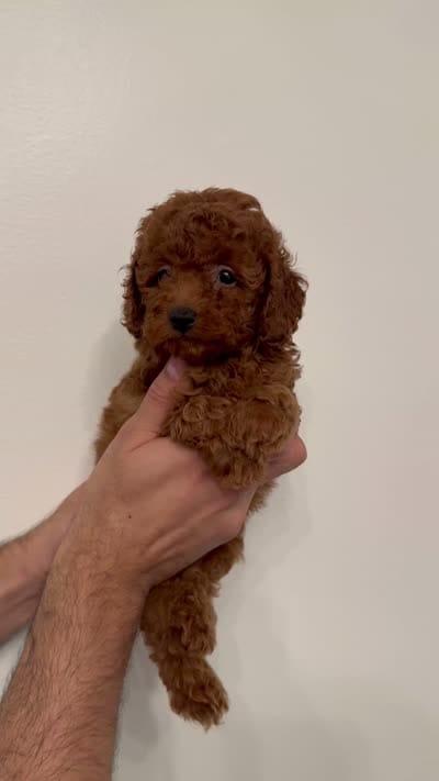 Red toy poodle 3, a female Poodle - Toy  for sale in Orlando, FL – 7 of 7