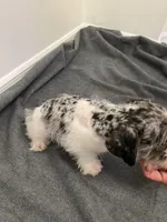 Miniature Schnauzer , a male Miniature Schnauzer for sale in Orlando, FL – 3 of 7