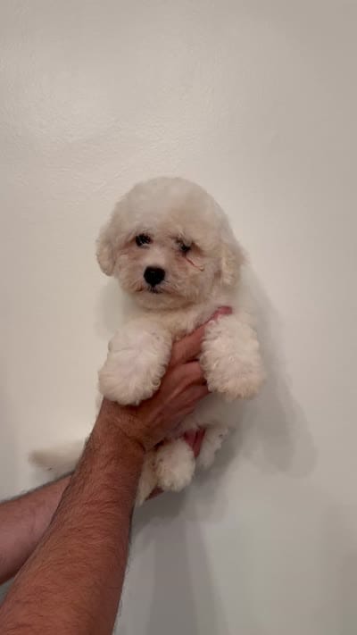Bichon , a male Bichon Frise for sale in Orlando, FL – 6 of 6