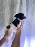 Miniature Schnauzer , a female Miniature Schnauzer for sale in Orlando, FL – 2 of 5
