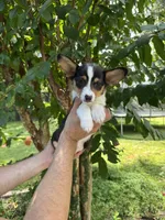 Corgi 2 , a female Pembroke Welsh Corgi for sale in Orlando, FL – 5 of 7