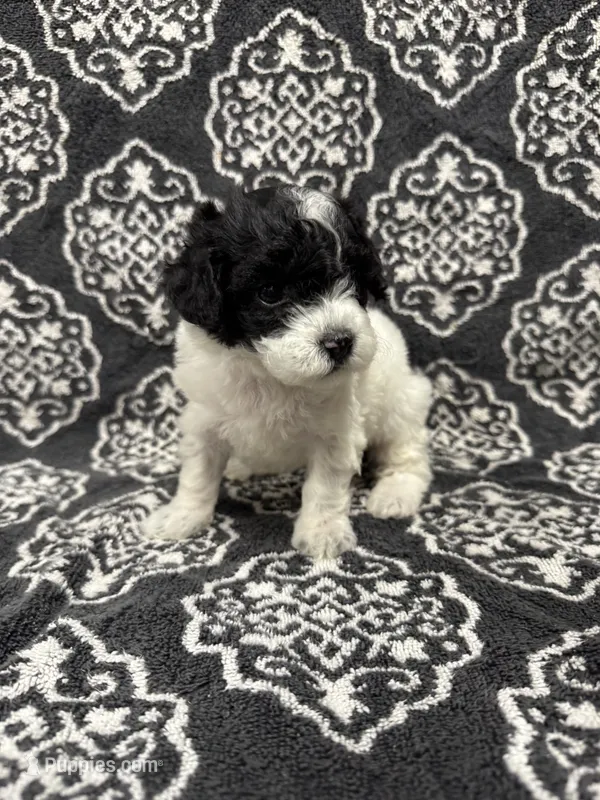 Toy Poodle – Poodle - Toy  puppy for sale in Orlando, FL
