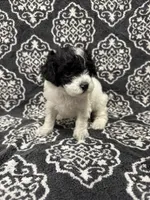 Toy Poodle, a female Poodle - Toy  for sale in Orlando, FL – 1 of 8