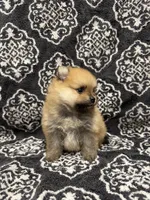 Teacup , a female Pomeranian for sale in Orlando, FL – 3 of 8