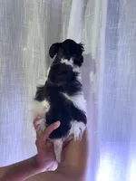 Miniature Schnauzer , a female Miniature Schnauzer for sale in Orlando, FL – 3 of 5