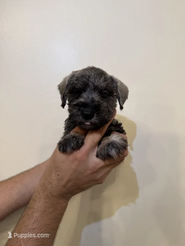 Miniature Schnauzer  – Miniature Schnauzer puppy for sale in Orlando, FL