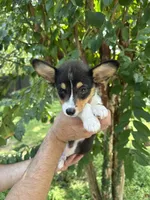 Corgi , a male Pembroke Welsh Corgi for sale in Orlando, FL – 3 of 7