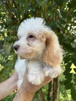 Poodle 3, a male Poodle - Miniature  for sale in Orlando, FL – 3 of 9