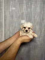 Maltese, a female Maltese for sale in Orlando, FL – 5 of 7