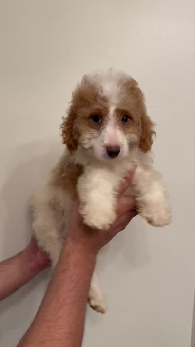 Cavapoo, a male Cavapoo for sale in Orlando, FL – 7 of 7