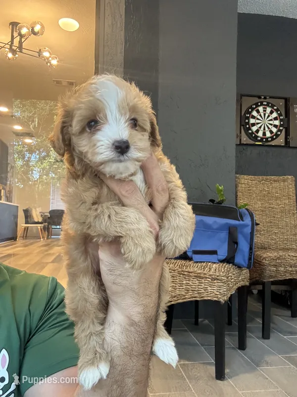 Maltipoo  – Maltipoo puppy for sale in Orlando, FL