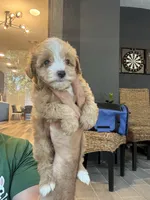 Maltipoo , a male Maltipoo for sale in Orlando, FL – 1 of 6