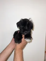 Miniature Schnauzer , a female Miniature Schnauzer for sale in Orlando, FL – 1 of 5