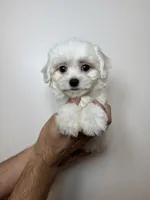 Maltese, a male Maltese for sale in Orlando, FL – 2 of 5