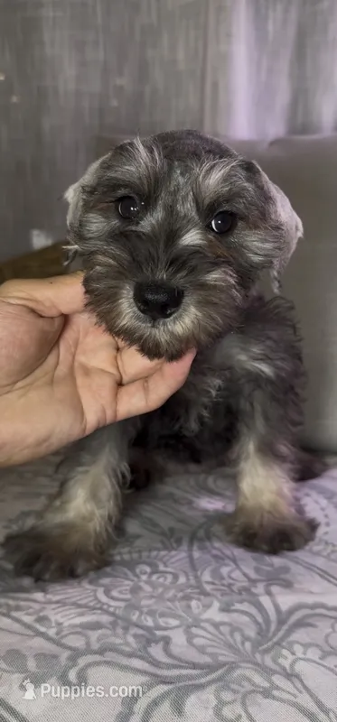 Miniature Schnauzer  – Miniature Schnauzer puppy for sale in Orlando, FL