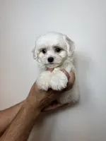 Maltese, a male Maltese for sale in Orlando, FL – 1 of 5