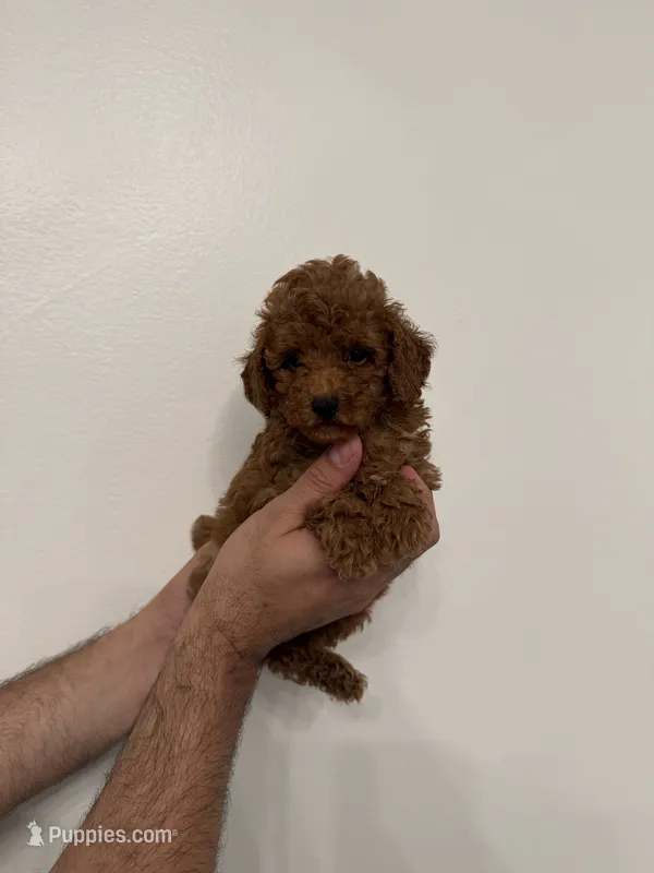 Toy Poodle red 4 – Poodle - Toy  puppy for sale in Orlando, FL