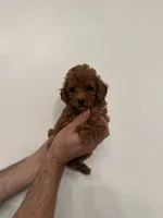 Toy Poodle red 4, a female Poodle - Toy  for sale in Orlando, FL – 1 of 6