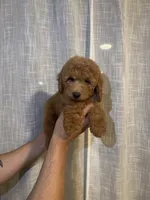 Cockapoo, a male Cockapoo for sale in Orlando, FL – 3 of 5
