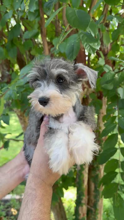 Schnauzer 2, a male Miniature Schnauzer for sale in Orlando, FL – 7 of 7