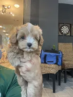 Maltipoo, a male Maltipoo for sale in Orlando, FL – 6 of 9