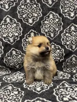 Teacup , a female Pomeranian for sale in Orlando, FL – 6 of 8