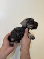 Miniature Schnauzer , a male Miniature Schnauzer for sale in Orlando, FL – 3 of 5