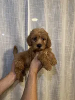 Cockapoo, a male Cockapoo for sale in Orlando, FL – 2 of 6