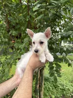 West Highland , a female West Highland White Terrier for sale in Orlando, FL – 5 of 6