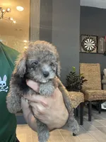Poodle , a male Poodle - Toy  for sale in Orlando, FL – 2 of 10