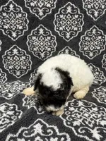 Toy Poodle , a female Poodle - Toy  for sale in Orlando, FL – 4 of 7