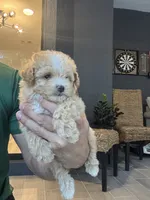Meltipoo, a male Maltipoo for sale in Orlando, FL – 6 of 8