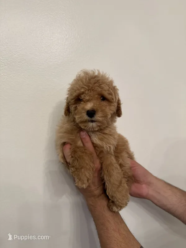 Cockapoo  – Cockapoo puppy for sale in Orlando, FL