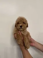 Cockapoo , a female Cockapoo for sale in Orlando, FL – 1 of 6