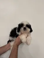 Shih Tzu , a male Shih Tzu for sale in Orlando, FL – 2 of 6