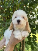 Poodle 3, a male Poodle - Miniature  for sale in Orlando, FL – 7 of 9
