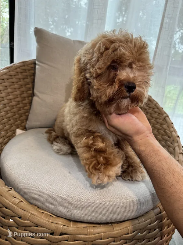 Cockapoo – Cockapoo puppy for sale in Orlando, FL