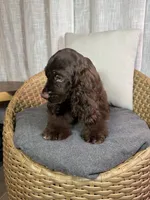 América Cocker Spaniel (Rudy), a female Cocker Spaniel for sale in Orlando, FL – 9 of 10