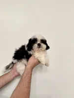 Shih Tzu , a male Shih Tzu for sale in Orlando, FL – 1 of 6