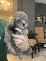 Poodle , a male Poodle - Toy  for sale in Orlando, FL – 10 of 10
